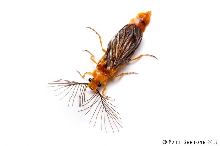 A small insect with wings and furry antennae.