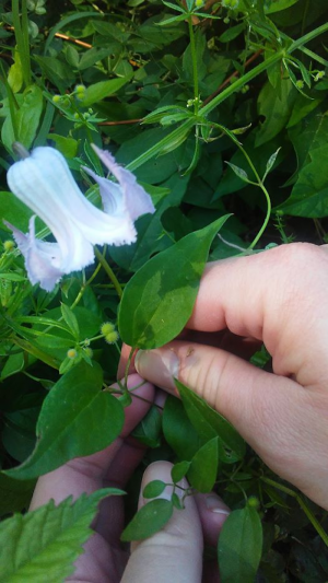 Someone holds the leaf of a vine. A bell-shaped flower is growing from it.