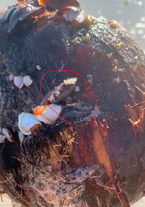 A strange worm wiggles on a coconut's husk.