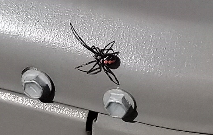 A female black widow.