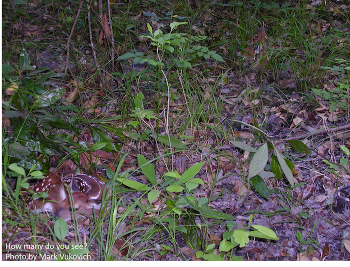 Two baby deer lie in the brush.