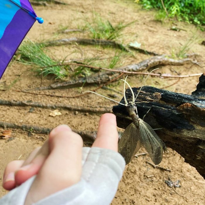 Someone shows their finger for scale next to a dobfly.