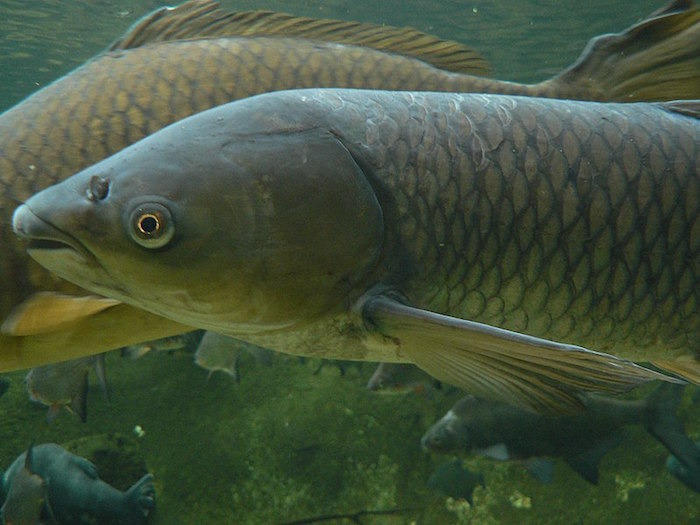 A grass carp.