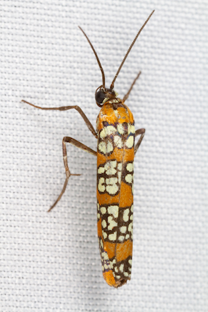 A thin yellow and orange webworm clings to a white canvas.