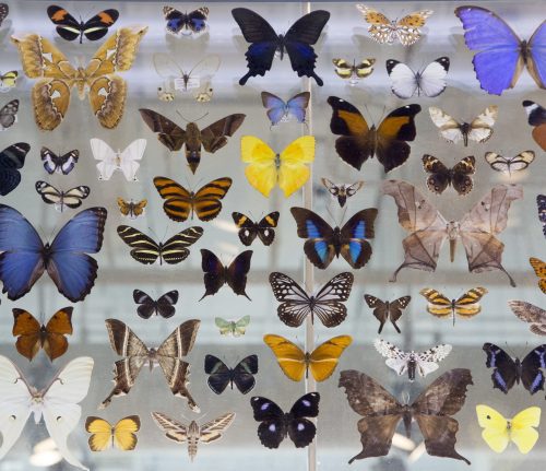 A colorful butterfly collection