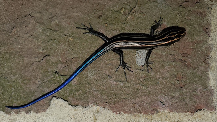 A lizard with a blue tail.