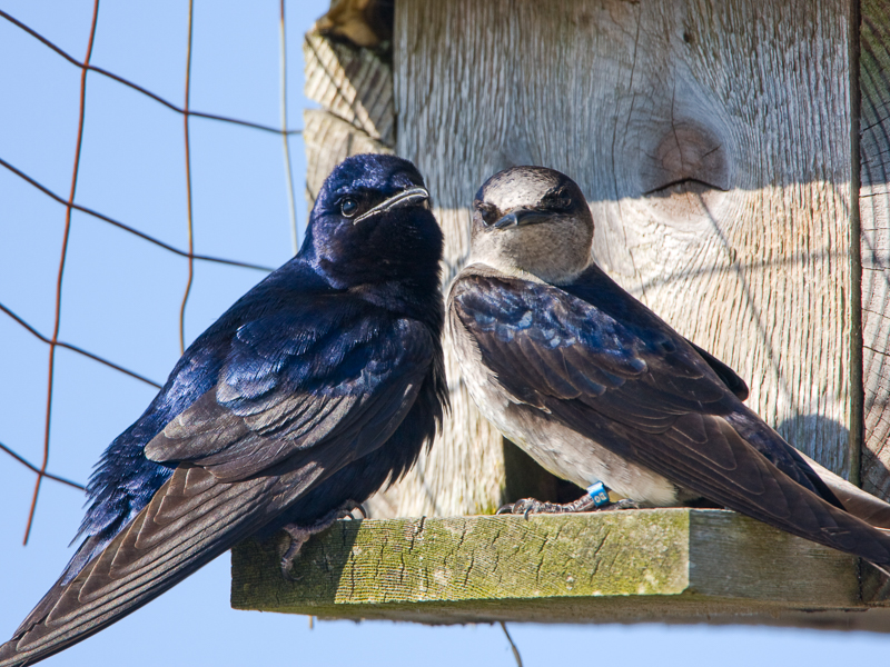 Purple Martin Live Chat with Scientists Programs and Events Calendar