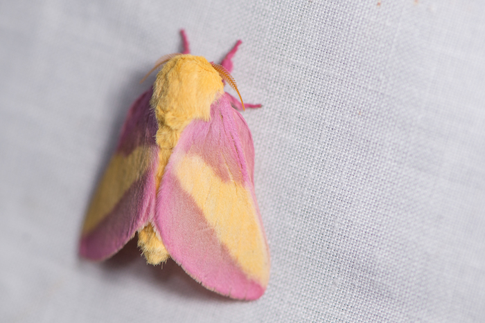 A fuzzy moth hangs on a wall.