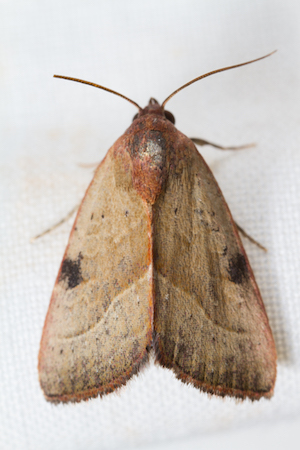 A spotted moth with slender wings hangs on a wall.