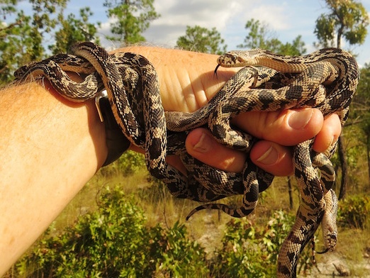 A hand holds several baby snakes.
