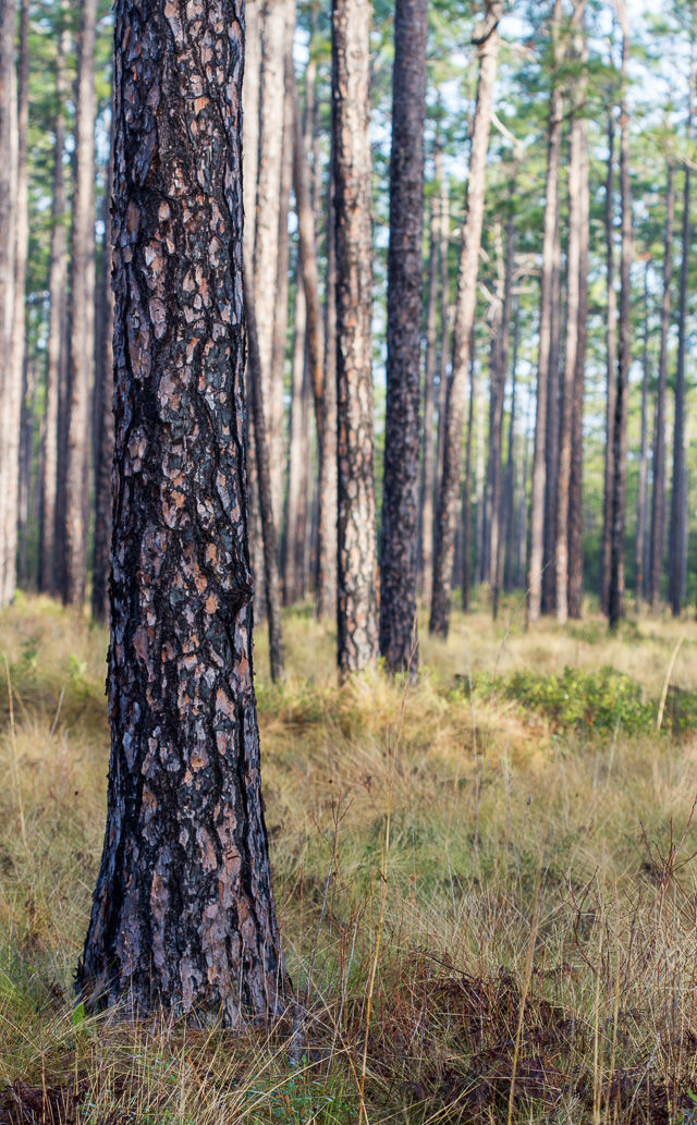 Longleaf savanna in the Green Swamp Preserve.