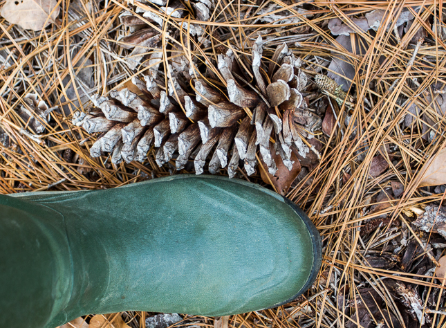 Large pine cone next to rubber boot