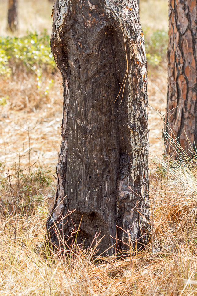 Dead longleaf tree showing cat-face markings