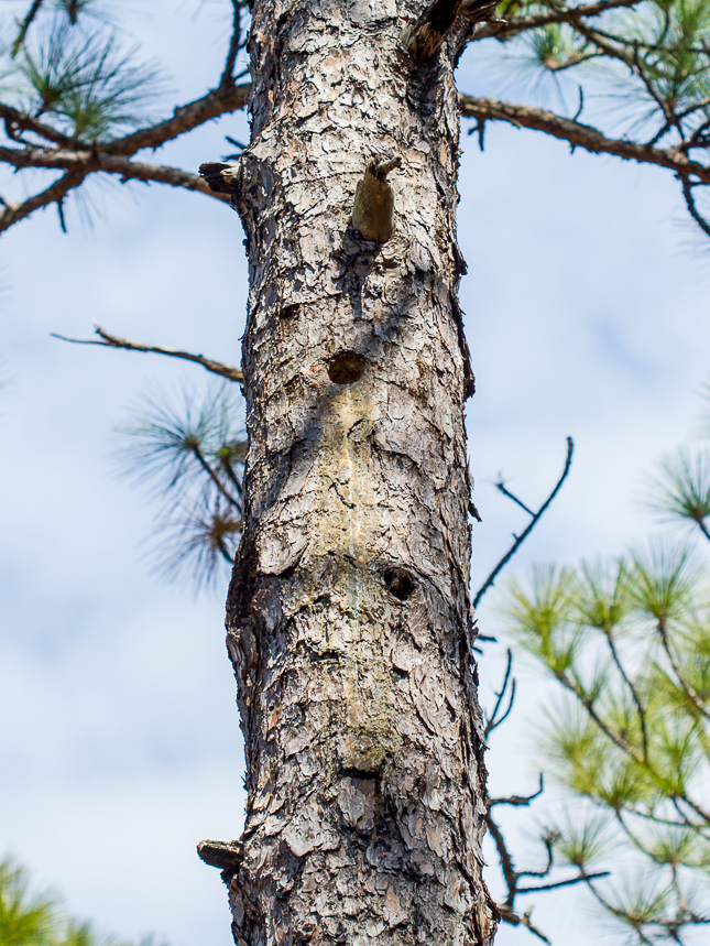 Hole in pine tree with white resin around it