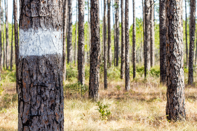 Pine with white band painted on it