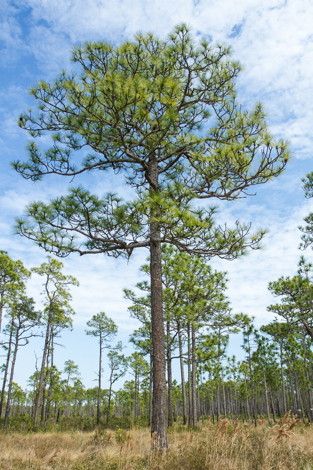 Large longleaf pine tree