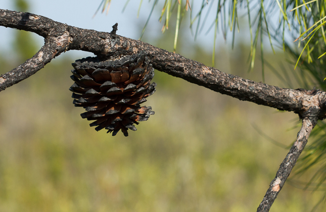 Open pond pine cone