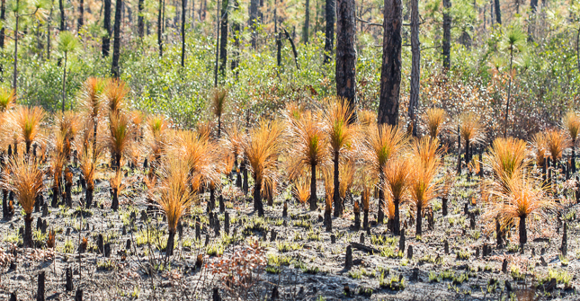 Recently burned pines with green centers