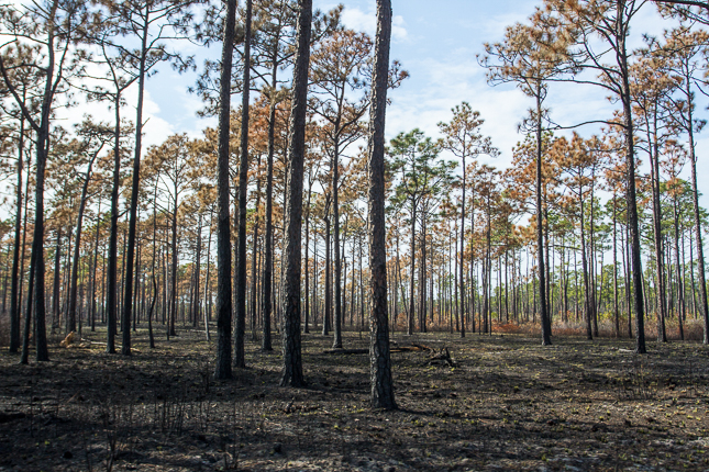 Blackened longleaf forest after fire