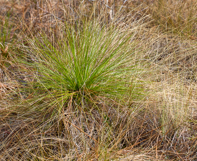 Grass-like seedling of longleaf pine