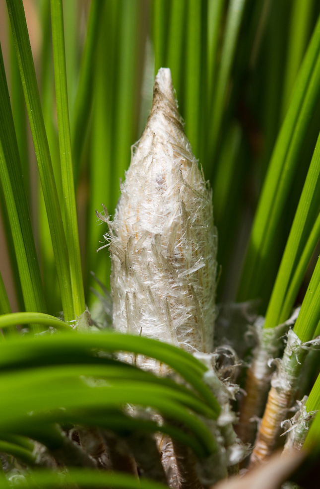 White growing tip of longleaf pine