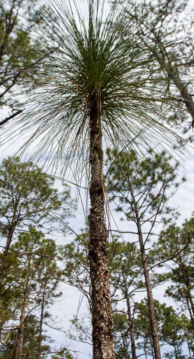 Early phase of longleaf pine when it looks like a bottle