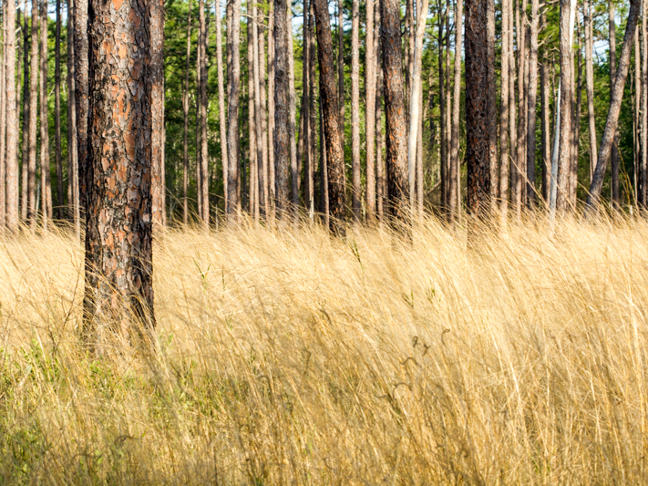longleaf pine savanna