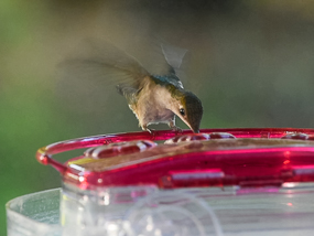 Ruby-throated hummingbird arriving at a feeder.