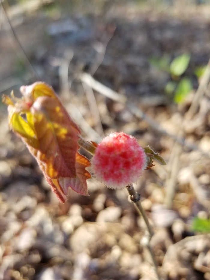 A puffy pink ball on the end of a stick.