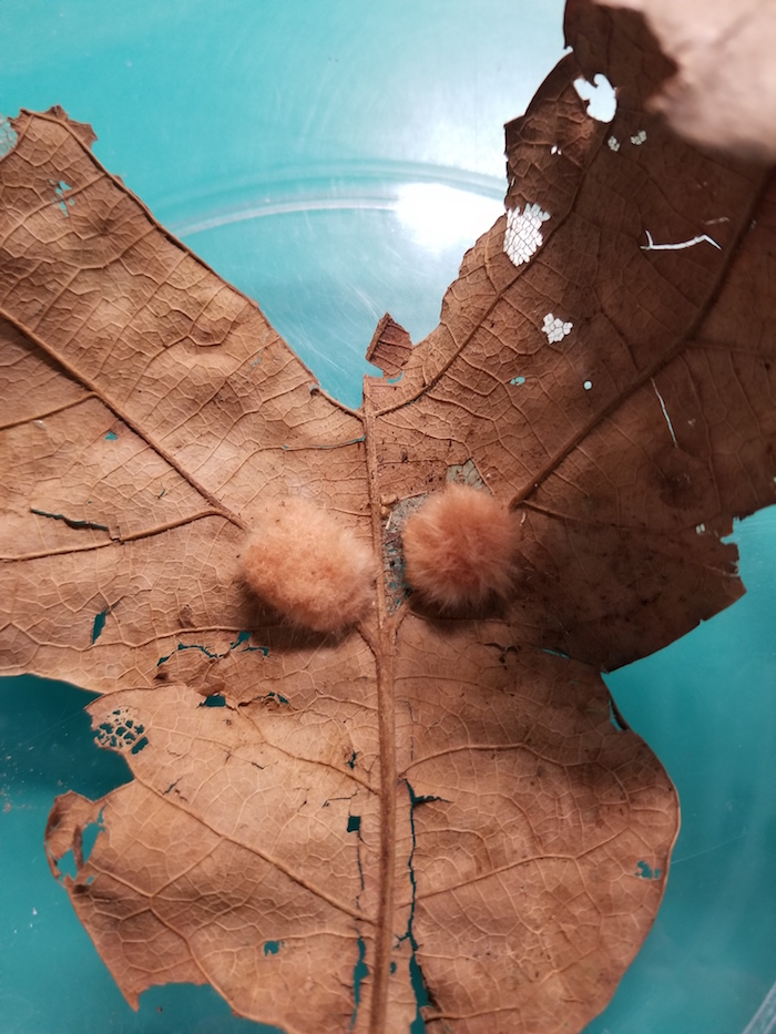 Two puffy balls sit on a dead leaf.