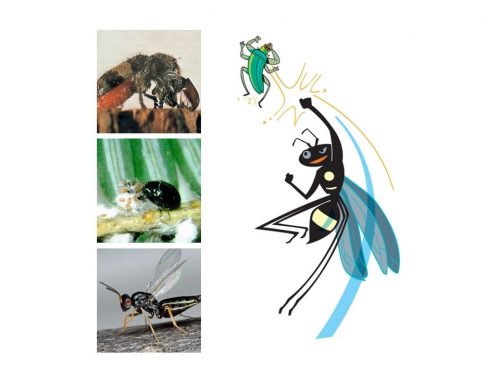 A cartoon bug punching another bug