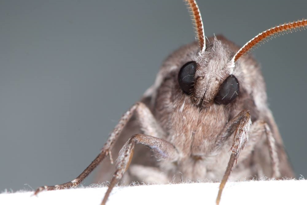 A close up of a cute moth face