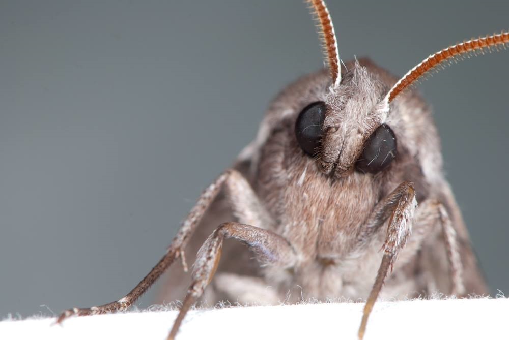 moth face