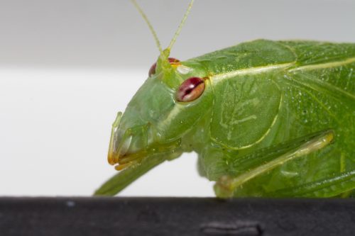 A close-up of a katydid's face