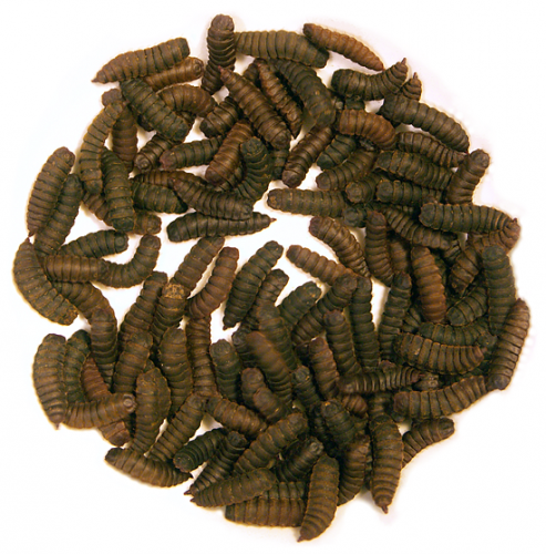 Image of Black Soldier Fly Larvae