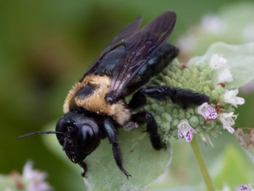 A carpenter bee on a flower