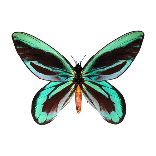 A blue and black butterfly with its wings open