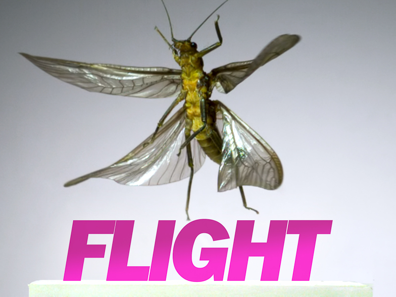 Flight video cover image: stonefly