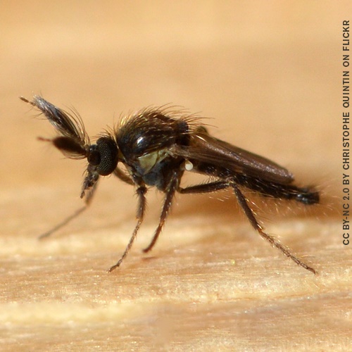 A tiny midge that pollinates the cacao plant.