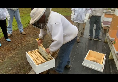 A beekeeper getting honey out of a beehive
