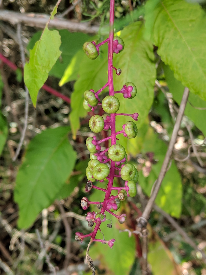 Small berries hang on a thick branch.