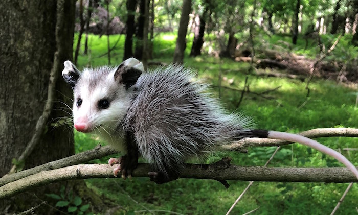 Nature Now Awesome Opossum Part 1 Programs And Events Calendar
