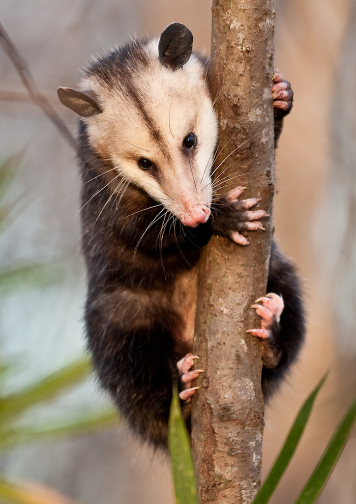 A possum holds a tree.