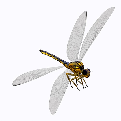 A large dragonfly