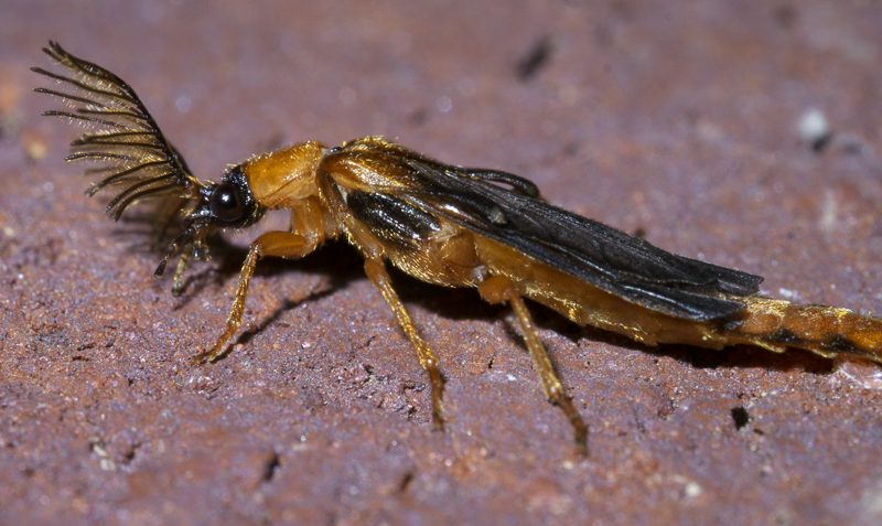 Adult male glowworm beetle, Family Phengodidae