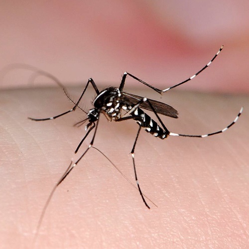 Asian Tiger Mosquito on human skin
