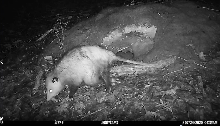 A possum at night.