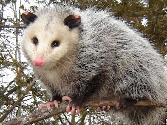 A possum in a tree.