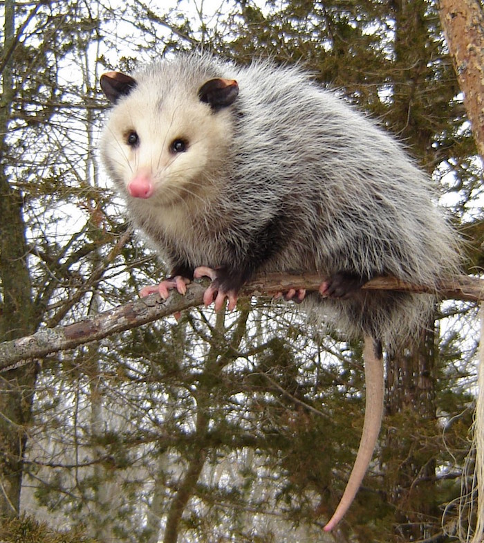 A possum sits on a tree branch