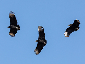 Vultures kettling